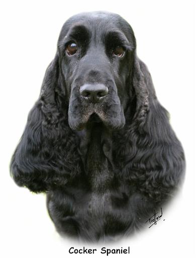 Cocker 9Y388D-164.jpg